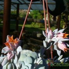Una foto de Echeveria cv. Caly Argentea (E. laui x E. runyonii)