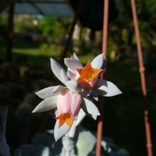 Una foto de Echeveria cv. Caly Argentea (E. laui x E. runyonii)