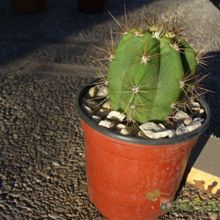 A photo of Echinopsis atacamensis ssp. pasacana