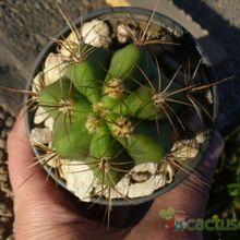 A photo of Echinopsis atacamensis ssp. pasacana