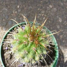 A photo of Parodia maasii