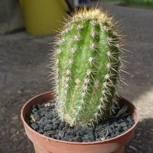 Una foto de Echinopsis thelegonoides
