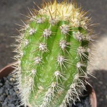 Una foto de Echinopsis thelegonoides