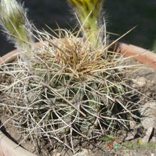 Una foto de Echinopsis aurea