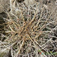 Una foto de Echinopsis aurea