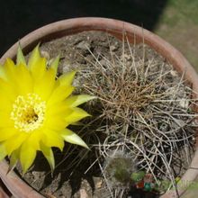 Una foto de Echinopsis aurea