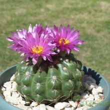 A photo of Notocactus uebelmannianus