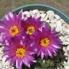 A photo of Notocactus uebelmannianus