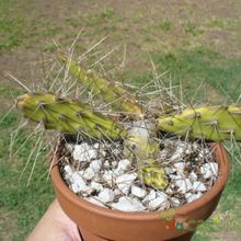 A photo of Opuntia fragilis