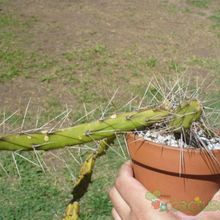 A photo of Opuntia fragilis