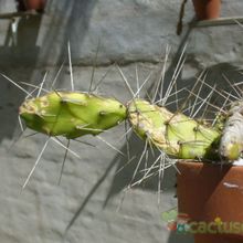 A photo of Opuntia fragilis
