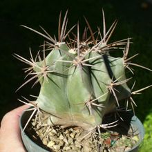 Una foto de Echinocactus platyacanthus