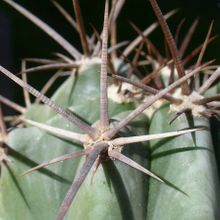 Una foto de Echinocactus platyacanthus