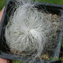 Una foto de Cephalocereus senilis