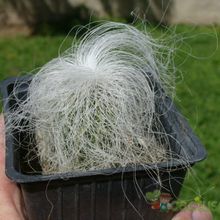 Una foto de Cephalocereus senilis