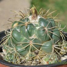 A photo of Coryphantha elephantidens ssp.bumamma