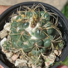 A photo of Coryphantha elephantidens ssp.bumamma