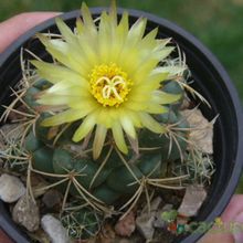 A photo of Coryphantha elephantidens ssp.bumamma