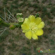 A photo of Opuntia fragilis