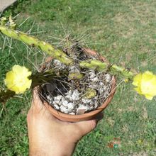A photo of Opuntia fragilis
