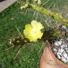 A photo of Opuntia fragilis