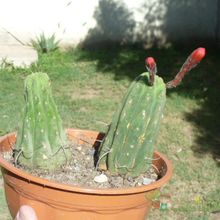 Una foto de Matucana madisoniorum