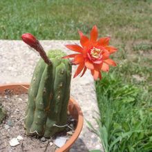 Una foto de Matucana madisoniorum