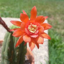 Una foto de Matucana madisoniorum