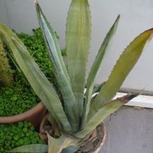 Una foto de Agave americana