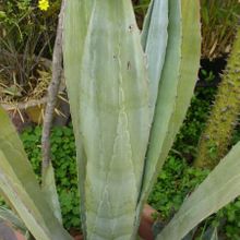 Una foto de Agave americana