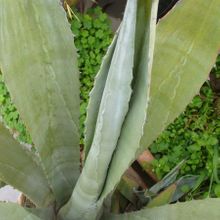 Una foto de Agave americana