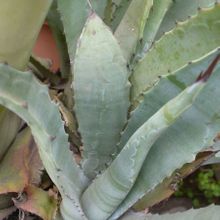 Una foto de Agave americana