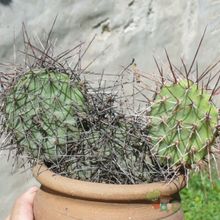 Una foto de Opuntia sulphurea