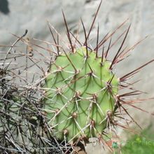 Una foto de Opuntia sulphurea