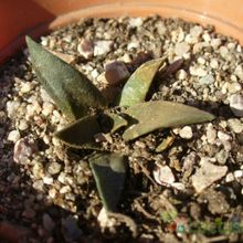 A photo of Ariocarpus retusus
