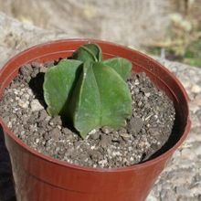 Una foto de Astrophytum myriostigma fma. nudum