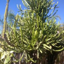 Una foto de Euphorbia grandidens