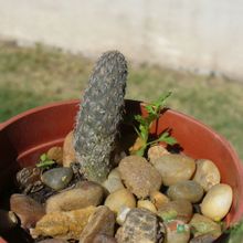 A photo of Pterocactus megliolii