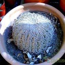 Una foto de Gymnocalycium spegazzinii