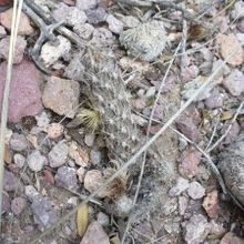 A photo of Pterocactus tuberosus