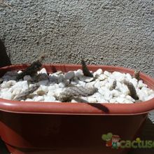 A photo of Pterocactus tuberosus