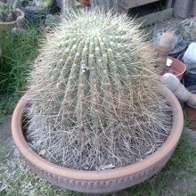 Una foto de Echinopsis formosa