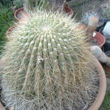 Una foto de Echinopsis formosa