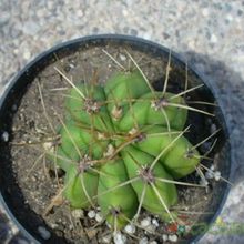 A photo of Echinopsis atacamensis ssp. pasacana
