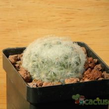 A photo of Mammillaria plumosa