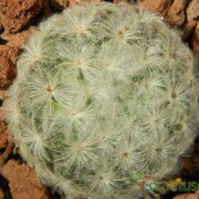 A photo of Mammillaria plumosa
