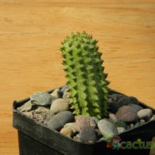 A photo of Euphorbia fimbriata