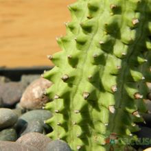A photo of Euphorbia fimbriata