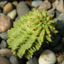 A photo of Euphorbia fimbriata