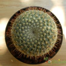 Una foto de Mammillaria muehlenpfordtii